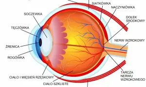 Przekrój oka z zaznaczonymi elementami: rogówka, tęczówka, soczewka, siatkówka, nerw wzrokowy. Kluczowe dla prawidłowego wzroku.