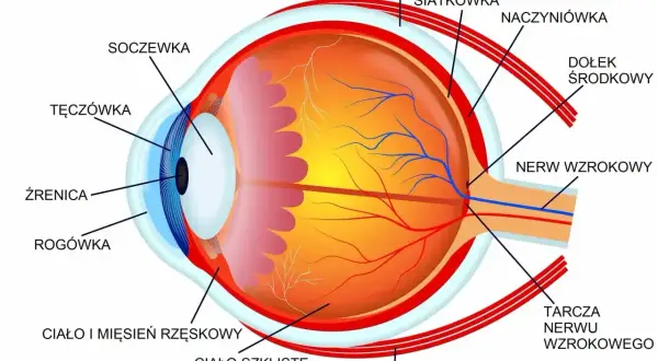 Przekrój oka z zaznaczonymi elementami: rogówka, tęczówka, soczewka, siatkówka, nerw wzrokowy. Kluczowe dla prawidłowego wzroku.